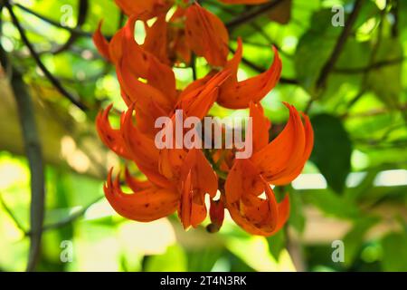 Mucuna bennettii, auch bekannt als Neuguinea Creeper oder scharlachrote Jaderebe, ist eine blühende Pflanzenart aus der Familie der Fabaceae Stockfoto