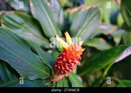Costus barbatus, auch bekannt als SpiralIngwer, ist eine mehrjährige Pflanze mit rotem Blütenstand. Sie ist eine der am häufigsten angebauten Costus-Arten Stockfoto