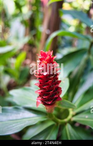 Costus barbatus, auch bekannt als SpiralIngwer, ist eine mehrjährige Pflanze mit rotem Blütenstand. Sie ist eine der am häufigsten angebauten Costus-Arten Stockfoto