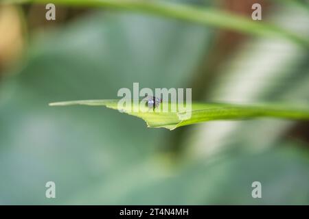 Fliegen Sie Nahaufnahme auf Blatt im Garten, Mahe Seychelles Stockfoto