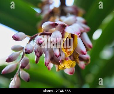 Alpinia zerumbet, auch bekannt als MuschelIngwer, ist eine mehrjährige Ingwerart, die in Ostasien beheimatet ist. Die Pflanzen können bis zu 2,5 bis 3 M wachsen Stockfoto