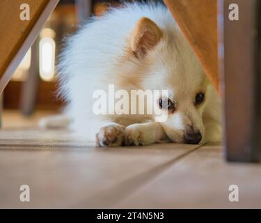 Weißer Pommerscher Hund, der auf dem Boden unter Tisch und Stuhlbeinen im Haus liegt Stockfoto