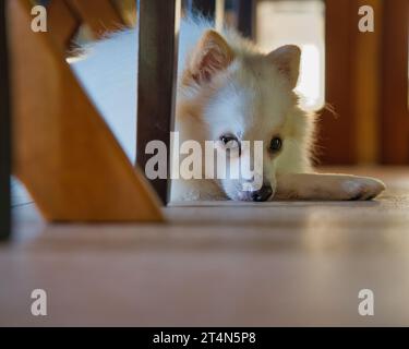 Weißer Pommerscher Hund, der auf dem Boden unter Tisch und Stuhlbeinen im Haus liegt Stockfoto