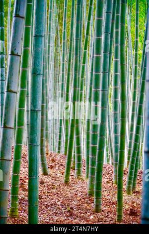 Arashiyama Bambuswald in Kyoto. Stockfoto