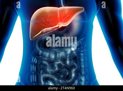 Leberanatomie des menschlichen Verdauungssystems. 3D-Rendering Stockfoto