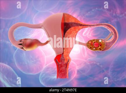 Menschliche Anatomie weibliches Reproduktionssystem. Uterusanatomie. 3D-Abbildung Stockfoto