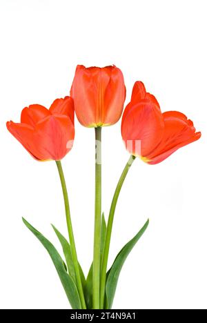 Drei rote Tulpen auf weißem Hintergrund Stockfoto
