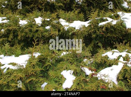 Immergrüne Hecke in Form von Stufen, bedeckt mit Schneekappen Textur Hintergrund Stockfoto