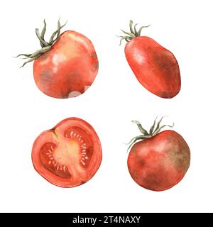 Aquarell reife rote Tomaten, isoliert auf weißem Hintergrund, handgezeichnet. Handgezeichnete botanische Illustrationen auf isoliertem Hintergrund Stockfoto