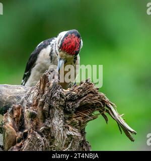 Großer Spechte Dendrocopos Major, Männchen dieses großen Vogels sitzt auf Baumstumpf, rote Federn, grüner diffuser Hintergrund, wilde Naturszene Stockfoto