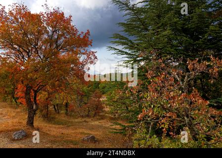 Herbstliche Waldszene in der Sainte Baume in Gemenos Bouches-du-Rhône & Plan d'Aups var - Scène de forêt automnale dans la Sainte Baume Stockfoto