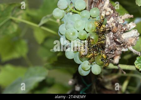 Wespen, faltige Wespen (Vespidae) Akkumulation an Reifen Trauben (Vitis) Allgaeu, Bayern, Deutschland Stockfoto