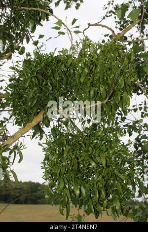 Mistel (Viscum) wächst als parasitäre Pflanze auf einer Pappel (Populus) in Südungarn, Ungarn Stockfoto