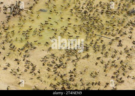 Grüne Langbeinfliegen (Poecilobothrus nobilitatus), die in einer Lehmpfütze auf dem Wasser laufen, Allgaeu, Bayern, Deutschland Stockfoto