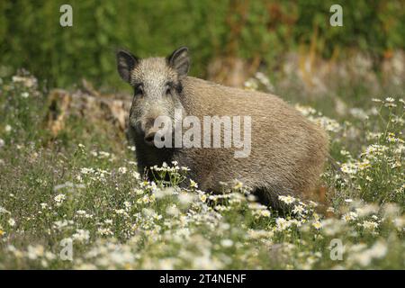 Wildschweine (Sus scrofa) sicher auf einer Sommerwiese, Allgäu, Bayern, Deutschland Stockfoto