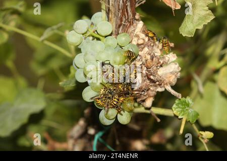 Wespen, faltige Wespen (Vespidae) Akkumulation an Reifen Trauben (Vitis) Allgaeu, Bayern, Deutschland Stockfoto