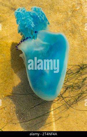 Blaue Quallen (Cyanea lamarckii) schwimmen in flachen Gewässern der Nordsee Stockfoto