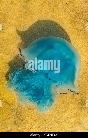 Blaue Quallen (Cyanea lamarckii) schwimmen in flachen Gewässern der Nordsee Stockfoto