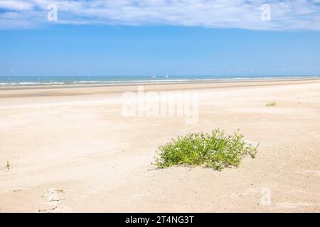 Dünenlandschaft an der Nordseeküste in de Panne, de Panne, Flandern, Belgien Stockfoto