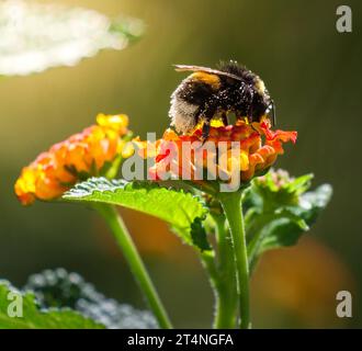 Makroaufnahme einer isolierten Hummel (Bombus terrestris), fotografiert auf orangen Blüten vor natürlichem Hintergrund Stockfoto