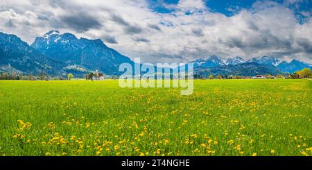 Blühende Elendswiese, hinter Wallfahrtskirche St. Coloman, Schloss Neuschwanstein und Saeuling, 2047m, Allgäu, Bayern, Deutschland Stockfoto