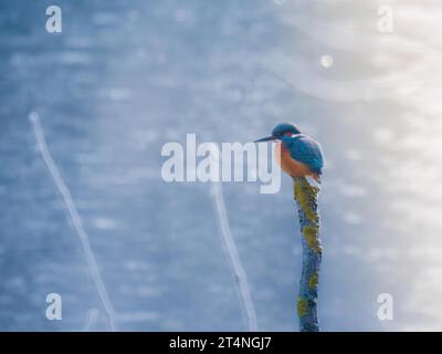 Schöner gemeiner Eisvogel (Alcedo atthis), der an einem frostigen Tag in Deutschland, Europa, auf einem kleinen Zweig thront. Weiches, kaltes Licht Stockfoto