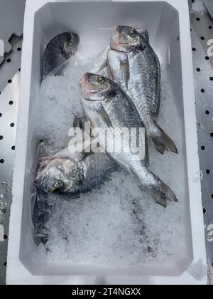Ausstellung von Fischfang Gefangener ganzer Fisch frischer Fisch vier Stücke Goldbrasse (Sparus aurata) Goldbrasse auf Eis in gekühlten Thekenfischen Stockfoto
