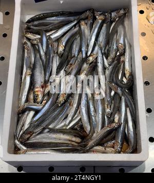 Ausstellung von Fischen Gefangener ganzer Fisch frischer Fisch Sardinen (sardina) auf Eis in gekühlter Theke Fischen Verkauf von Fischhändler Fisch, Lebensmittelhandel Stockfoto