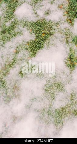 Wolken, Die Sich Über Dem Herbstlichen Kiefernwald Bewegen. Flug Aus Der Vogelperspektive Über Der Atemberaubenden Nebelwaldlandschaft. Malerischer Blick Auf Den Herbstnebelmorgen Im Nebelwald Stockfoto