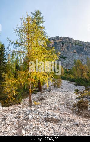 Gelbe Lärche auf einem Geröllhang in den Dolomiten Stockfoto