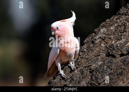 Seltener rosafarbener Cockatoo, der auf einem Baum in Zentralaustralien sitzt. Stockfoto