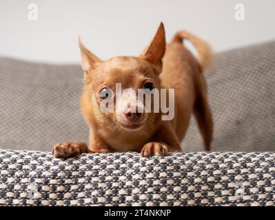 Verspieltes kleines reinrassiges Hundeporträt, Toy Terrier Rasse Hund. Stockfoto