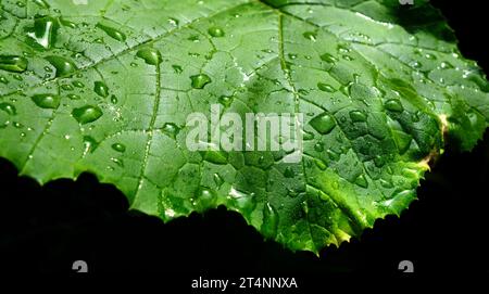 Grünes Blatt mit Wassertropfen. Tau am Morgen auf einem Blatt. Natürliches Wasserregentropfen auf das Blatt. Grün kontrastieren. Regnerischer Tag. Nahaufnahme grünes Muster verlassen. Stockfoto