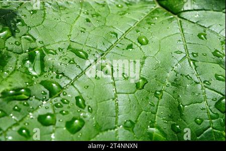 Grünes Blatt mit Wassertropfen. Tau am Morgen auf einem Blatt. Natürliches Wasserregentropfen auf das Blatt. Grün kontrastieren. Regnerischer Tag. Nahaufnahme grünes Muster verlassen. Stockfoto