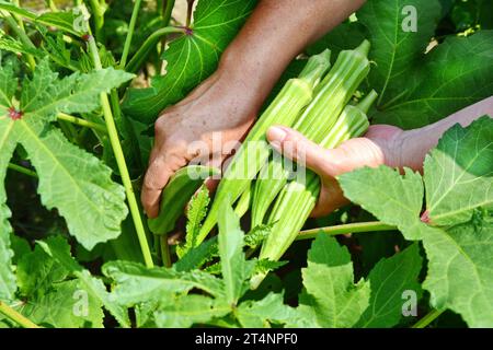 Nahaufnahme von Marienfinger-Gemüse zur Hand. Nahaufnahme von Okra .Lady Fingers. Lady Finger oder Okra-Gemüse auf dem Bauernhof. Plantage von natürlichem Okra. Stockfoto