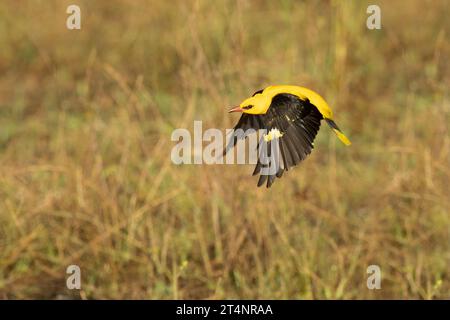 Golden oriole, männlich, der an einem Frühlingstag in einem Wald am Flussufer bei der ersten Ampel fliegt Stockfoto