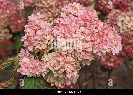 Hortensie Paniculata „Renhy“ Stockfoto