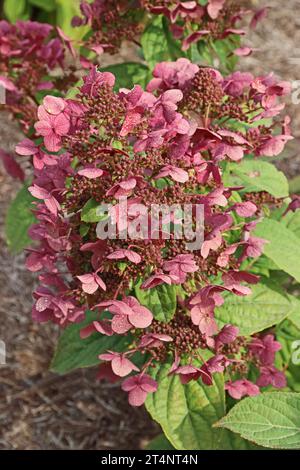 Hortensie Paniculata „Magische Flamme Bokratorch“ Stockfoto