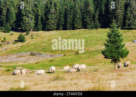 Schafe, die auf der grasbewachsenen Wiese in der Nähe des Waldes weiden. Hölzerne Schaffalte auf dem Buckel. Sonniges Herbstwetter Stockfoto