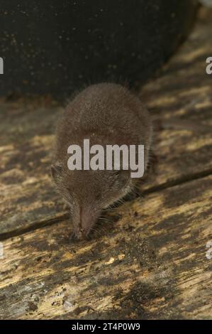 Natürliche Nahaufnahme auf der weißen Spitzhacke, Crocidura Russula, die auf dem Boden sitzt Stockfoto