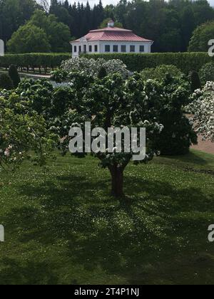 Russland, St.. Petersburg, Peterhof, Schloss Marley - 25. Mai 2021. Ein kleiner alter Palast im Park. Der Palast im Stil des Klassizismus im museu Stockfoto