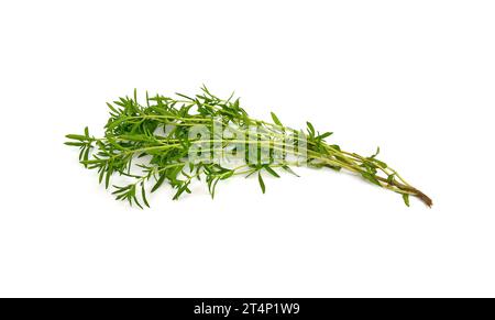 Ein Haufen Garten- oder Sommer-Bohnenkraut (Satureja hortensis) Stockfoto