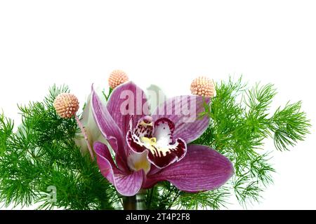 Orchideenblume phalaenopsis, phalaenopsis oder Falah auf weißem Hintergrund. Lila phalaenopsis blüht rechts. Bekannt als SchmetterlingsOrchideen. Stockfoto