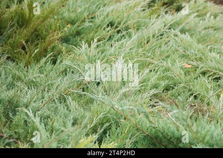 Landschaftsgestaltung Nadelbäumchen gemischt. Bäume und Sträucher in grünen Farben aus nächster Nähe Stockfoto