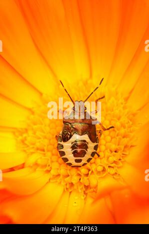 Natürliche vertikale Nahaufnahme an einem Nymphe-Star des Bronzeschildkäfers Troilus luridus auf einer orangen Callendula officinalis-Blüte Stockfoto