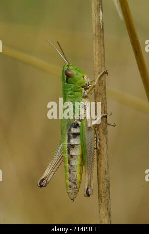 Natürliche bunte vertikale Nahaufnahme auf der gemeinsamen europäischen Wiesengrasscheuche Chorthippus parallelus Stockfoto