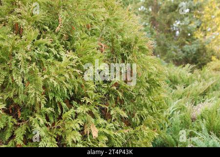 Landschaftsgestaltung Nadelbäumchen gemischt. Bäume und Sträucher in grünen Farben aus nächster Nähe Stockfoto