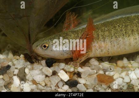 Detaillierte Nahaufnahme einer ungewöhnlichen weißen Larve des japanischen Hokkaido salamander, Hynobius retardatus mit roten Kiemen Stockfoto