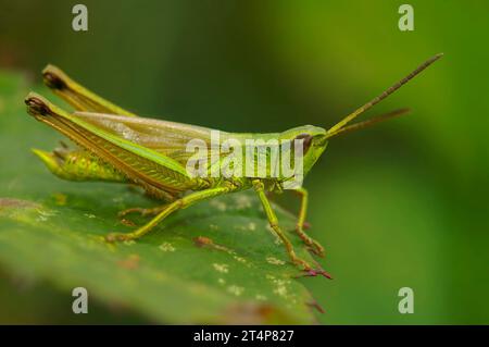 Natürliche Nahaufnahme des Mannes der großen goldenen Heuschrecke, Chrysochraon dispar, sitzt auf einem grünen Blatt Stockfoto