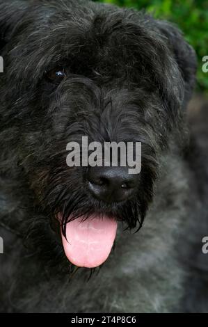 Detaillierte vertikale Nahaufnahme auf dem Kopf eines niedlichen schwarzen flauschigen Bouvier reinrassigen flämischen Schäferhundes mit rosa Zunge Stockfoto